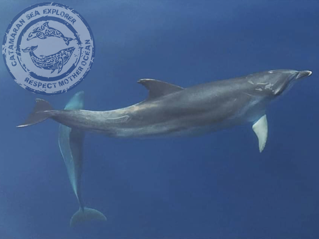 grand dauphin association Terre Marine