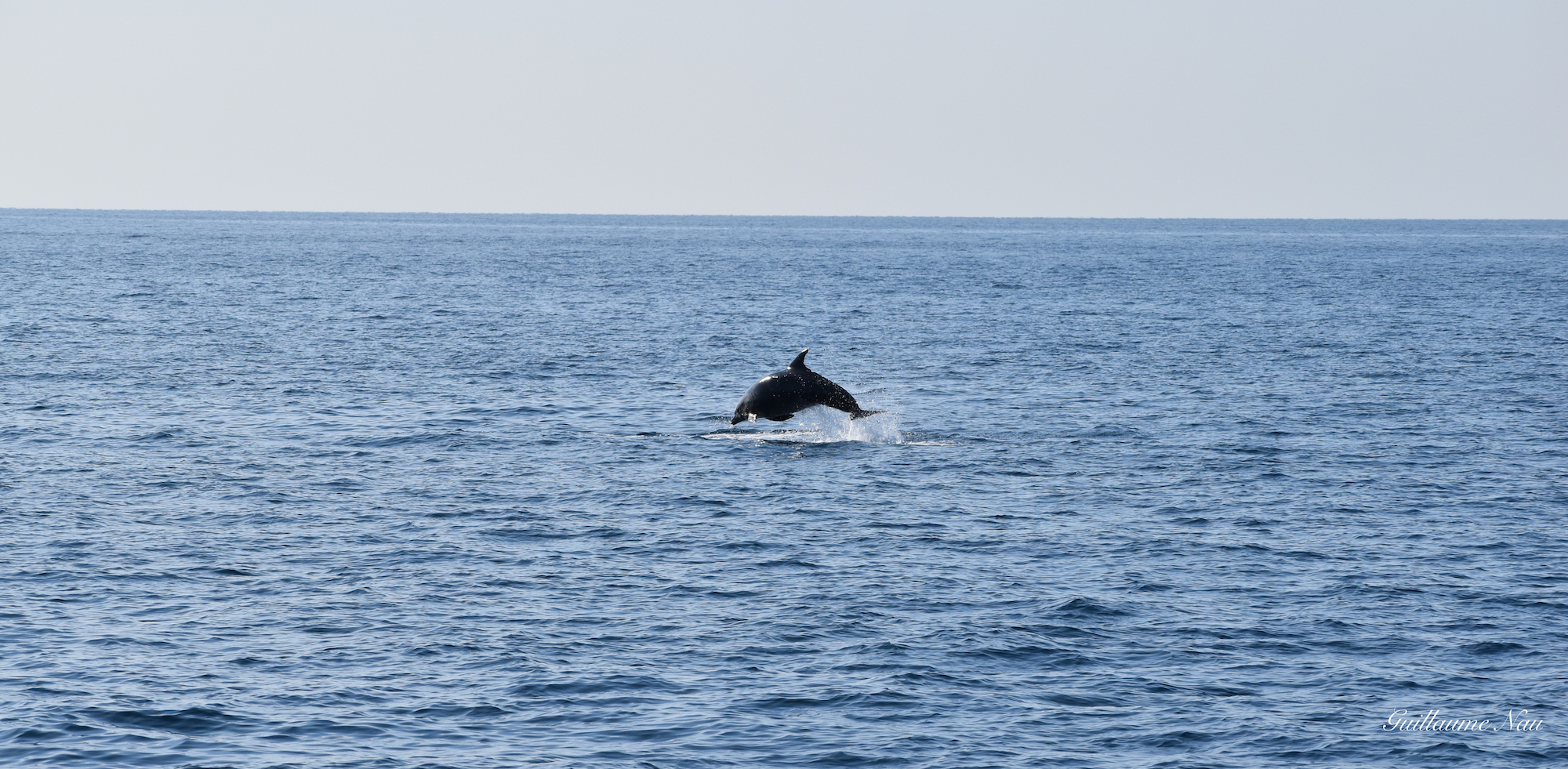 Observation comportement dauphin Terre Marine