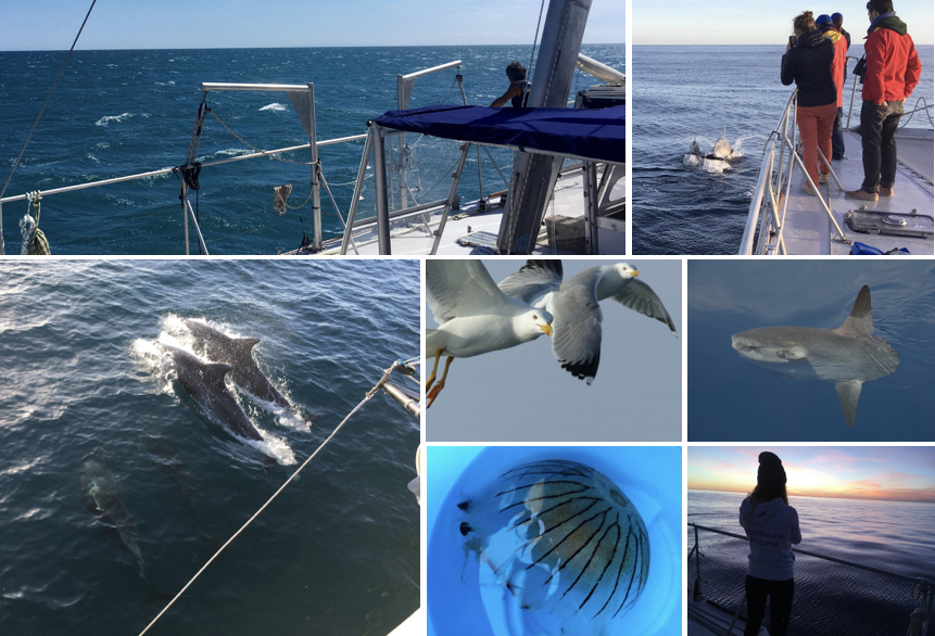 Sciences participatives à bord du navire Sea Explorer