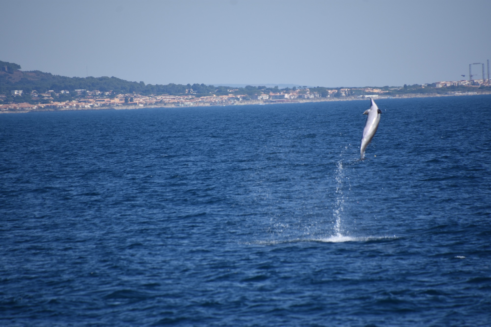 grand dauphin devant le cap d'Agde