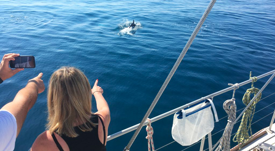 Sea Explorer découverte des dauphins