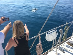 Sciences participatives à bord du navire Sea Explorer Association Terre Marine