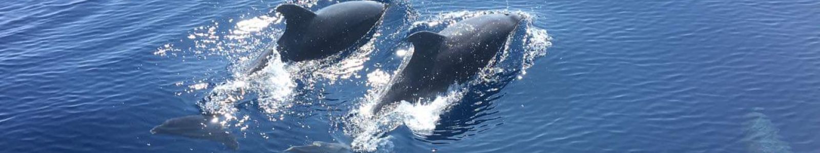 charte d'approche respectueuse des cétacés TERRE MARINE: grands dauphins
