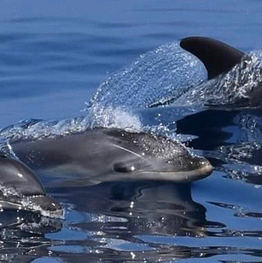 observation dauphins Golfe du lion en méditerranée - Navie Sea Explorer - Association Terre Marine - navigation dauphin cap d'agde - navigation Grand public