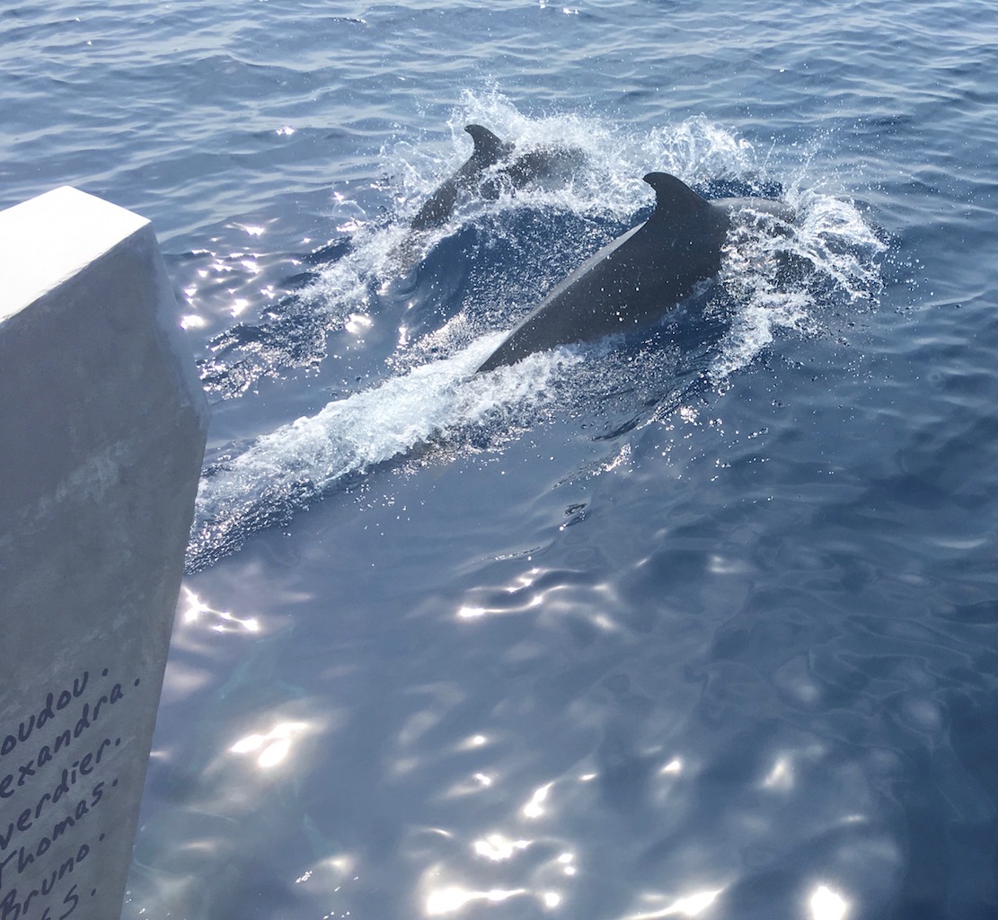 observation grand dauphin Golfe du Lion navire Sea Explorer Terre Marine