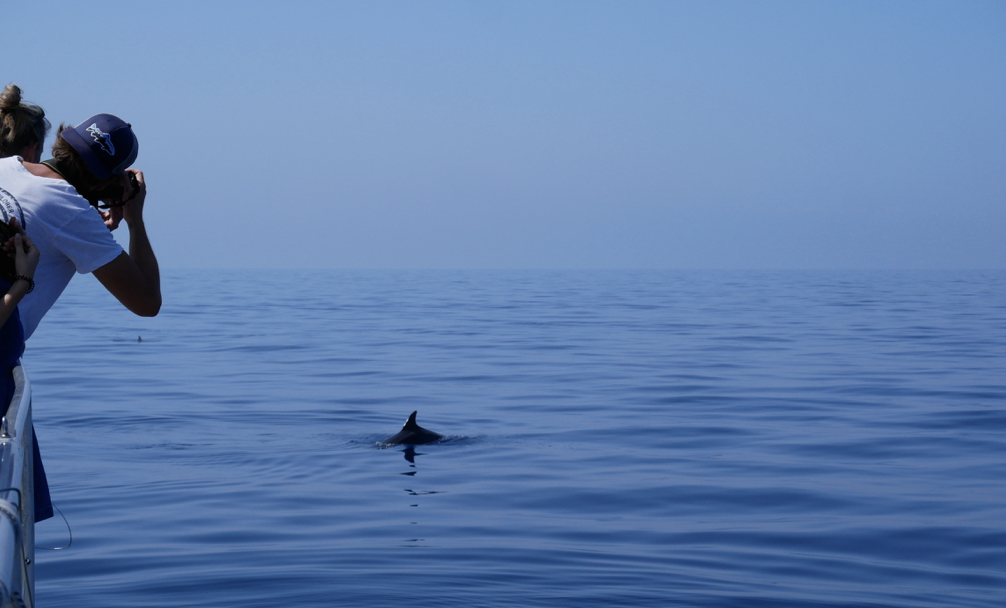 photo dauphin à bord du navire Sea Explorer
