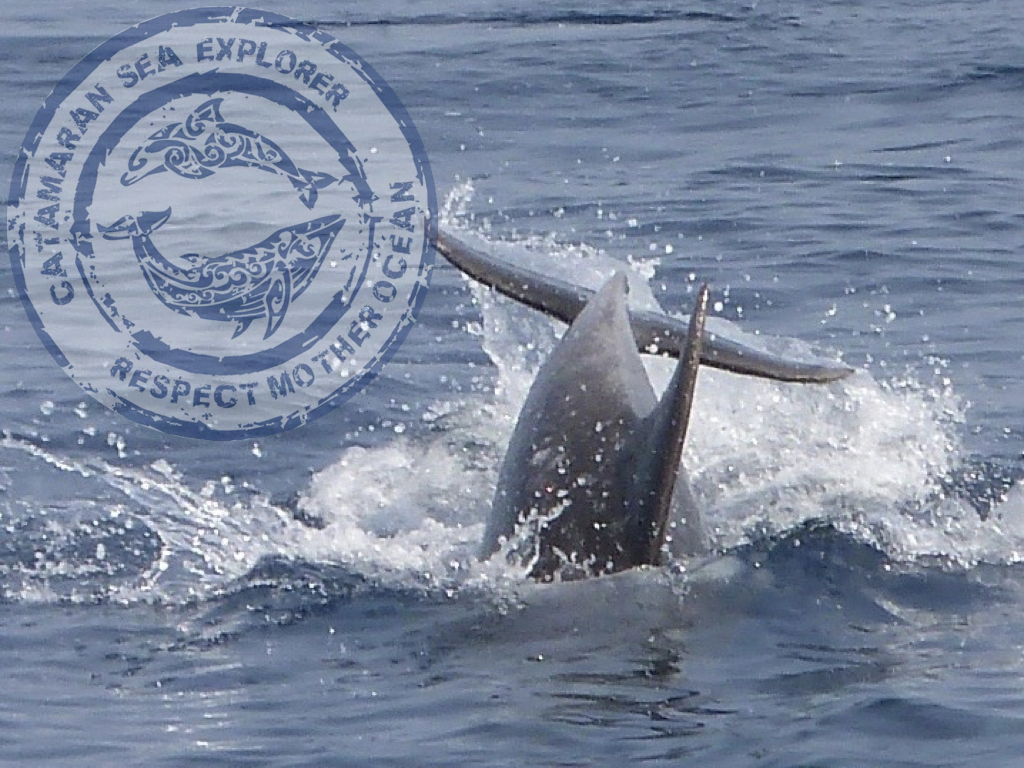 grand dauphin association Terre Marine