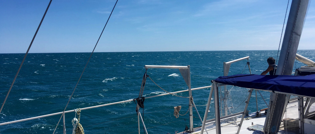 découverte en mer pour tous, vie marine et dauphin, Sea Explorer de l'association Terre Marine